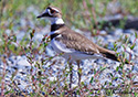 Charadrius vociferus